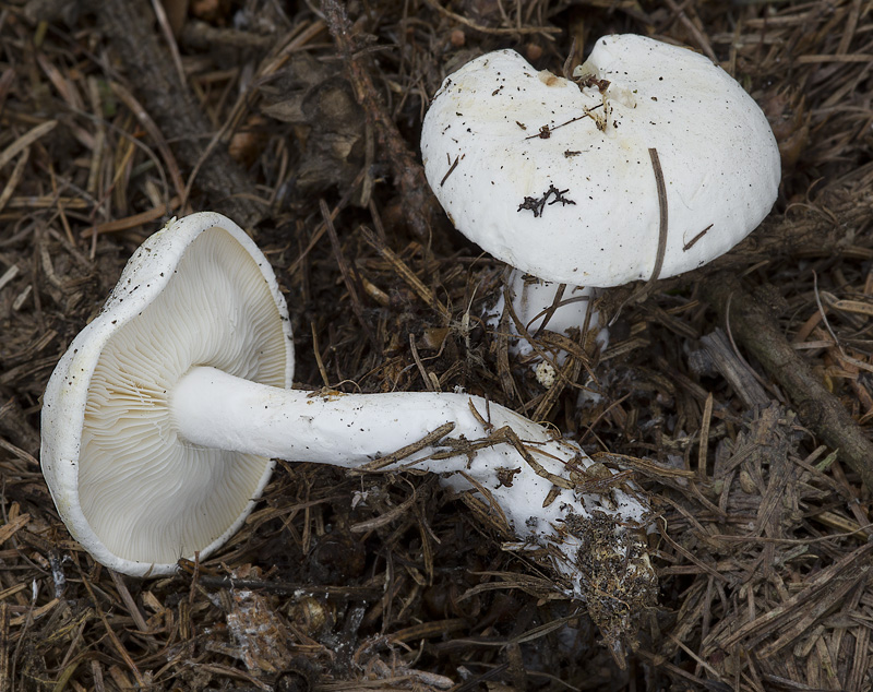 Leucopaxillus alboalutaceus